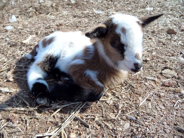 fainting goats for sale near me